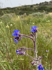 Anchusa azurea