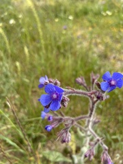 Anchusa azurea