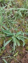 Plantago serraria
