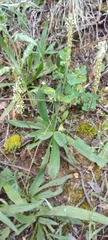 Plantago serraria