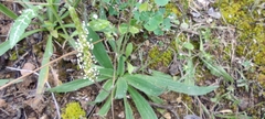 Plantago serraria