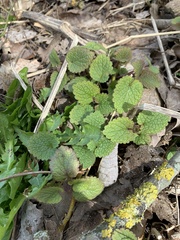 Lamium album