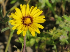 Reichardia