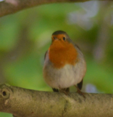 Erithacus rubecula