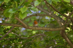 Erithacus rubecula
