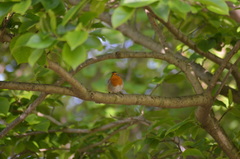 Erithacus rubecula