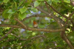 Erithacus rubecula