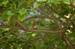 Erithacus rubecula