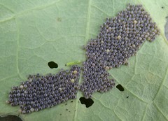 Chrysodeixis subsidens