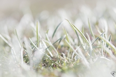 Ranunculus illyricus