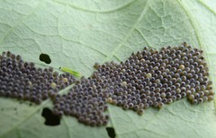 Chrysodeixis subsidens