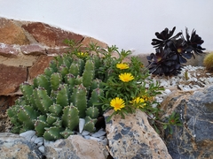 Euphorbia resinifera