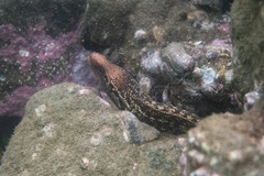 Gymnothorax cribroris