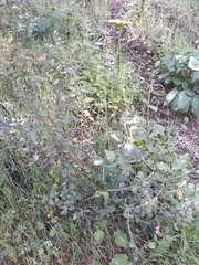 Doronicum plantagineum