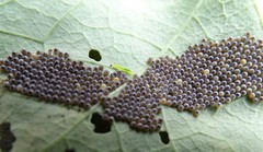 Chrysodeixis subsidens