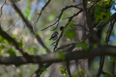 Ficedula hypoleuca