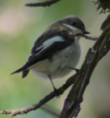 Ficedula hypoleuca