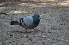 Columba livia domestica