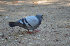 Columba livia domestica