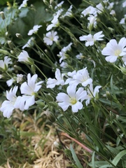 Cerastium gibraltaricum