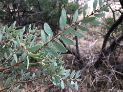 Acacia brachybotrya