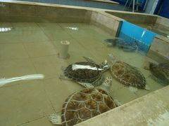 Lepidochelys