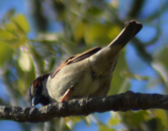 Passer domesticus