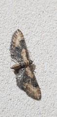 Eupithecia syriacata