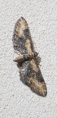 Eupithecia syriacata