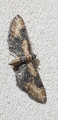 Eupithecia syriacata
