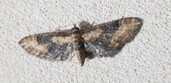 Eupithecia syriacata