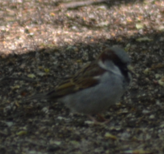 Passer domesticus