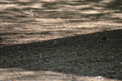 Passer domesticus
