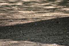 Passer domesticus