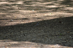 Passer domesticus