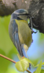 Cyanistes caeruleus