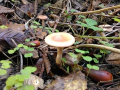 Clitocybe gibba image