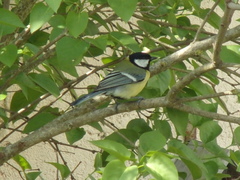 Parus major
