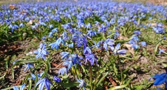 Scilla siberica
