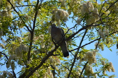 Columba palumbus