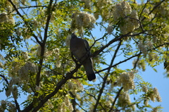 Columba palumbus