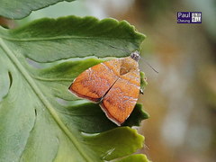 Choreutis achyrodes