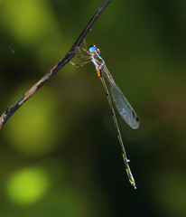 Synlestes tropicus