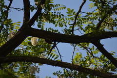 Certhia brachydactyla