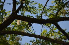 Certhia brachydactyla