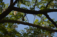 Certhia brachydactyla