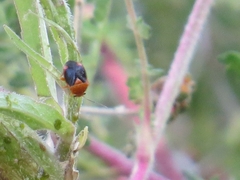 Strongylocoris amabilis