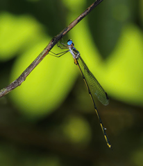 Synlestes tropicus