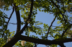 Certhia brachydactyla