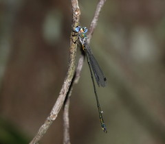 Synlestes tropicus
